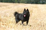 SCHIPPERKE 075